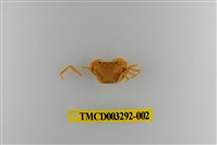 藏品(達觀澤蟹)的圖片